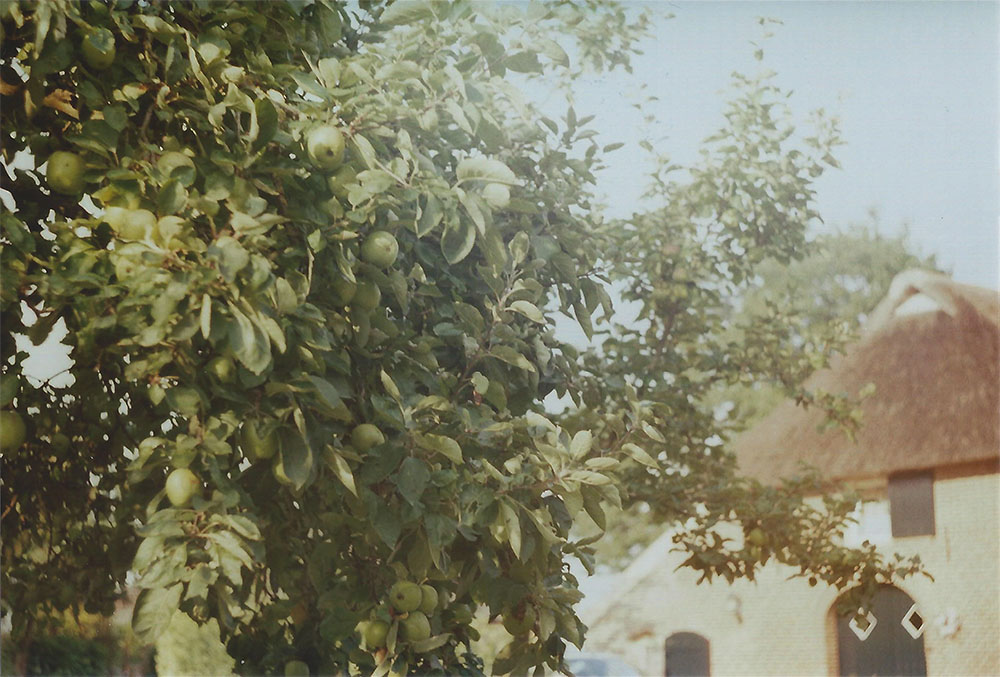 Apple tree in Bronkhorst