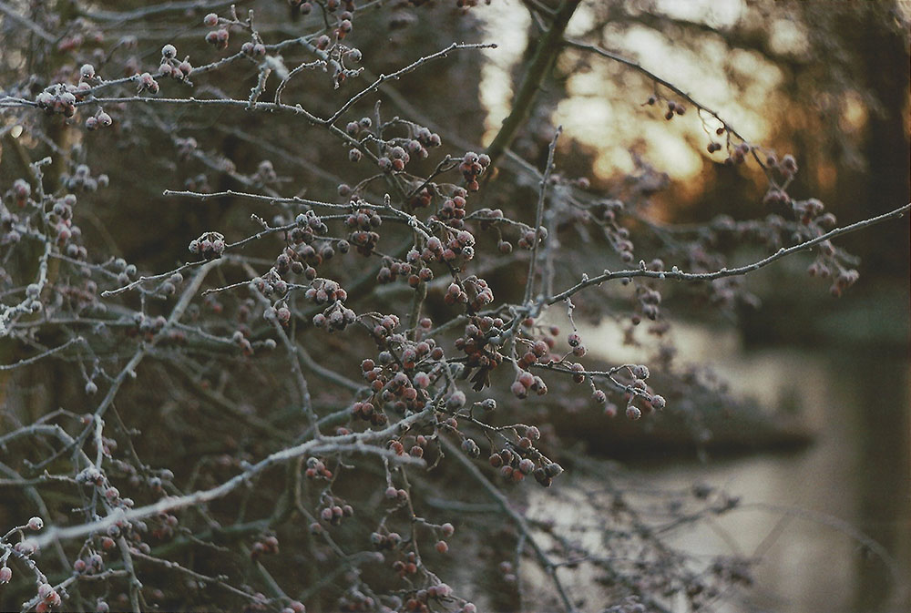 Winter Morning - Berries | another reverie